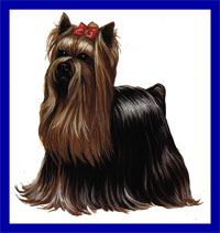 a well breed Yorkshire Terrier dog